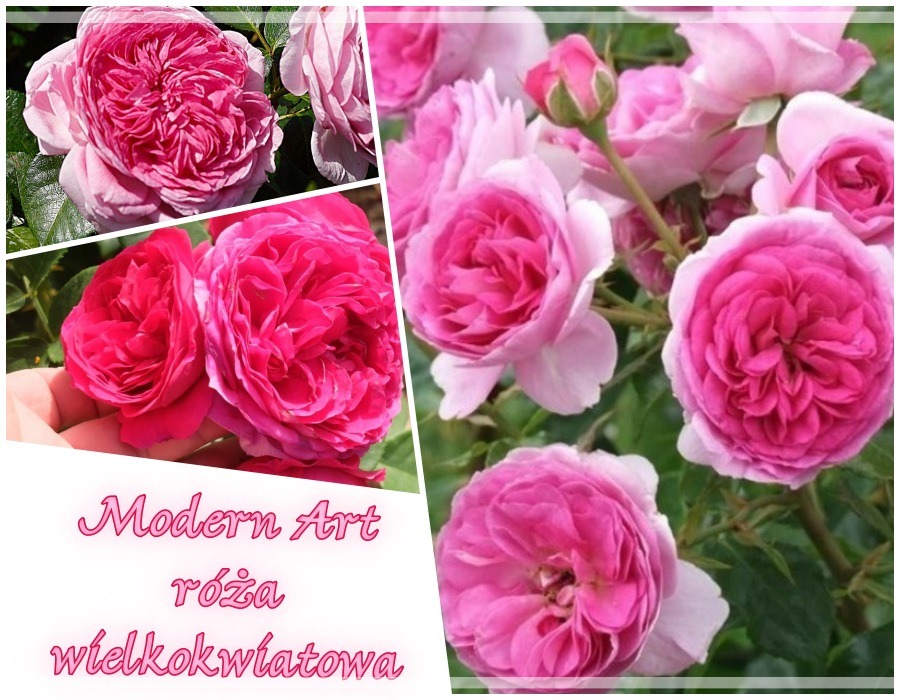 Modern Art róże wielkokwiatowe